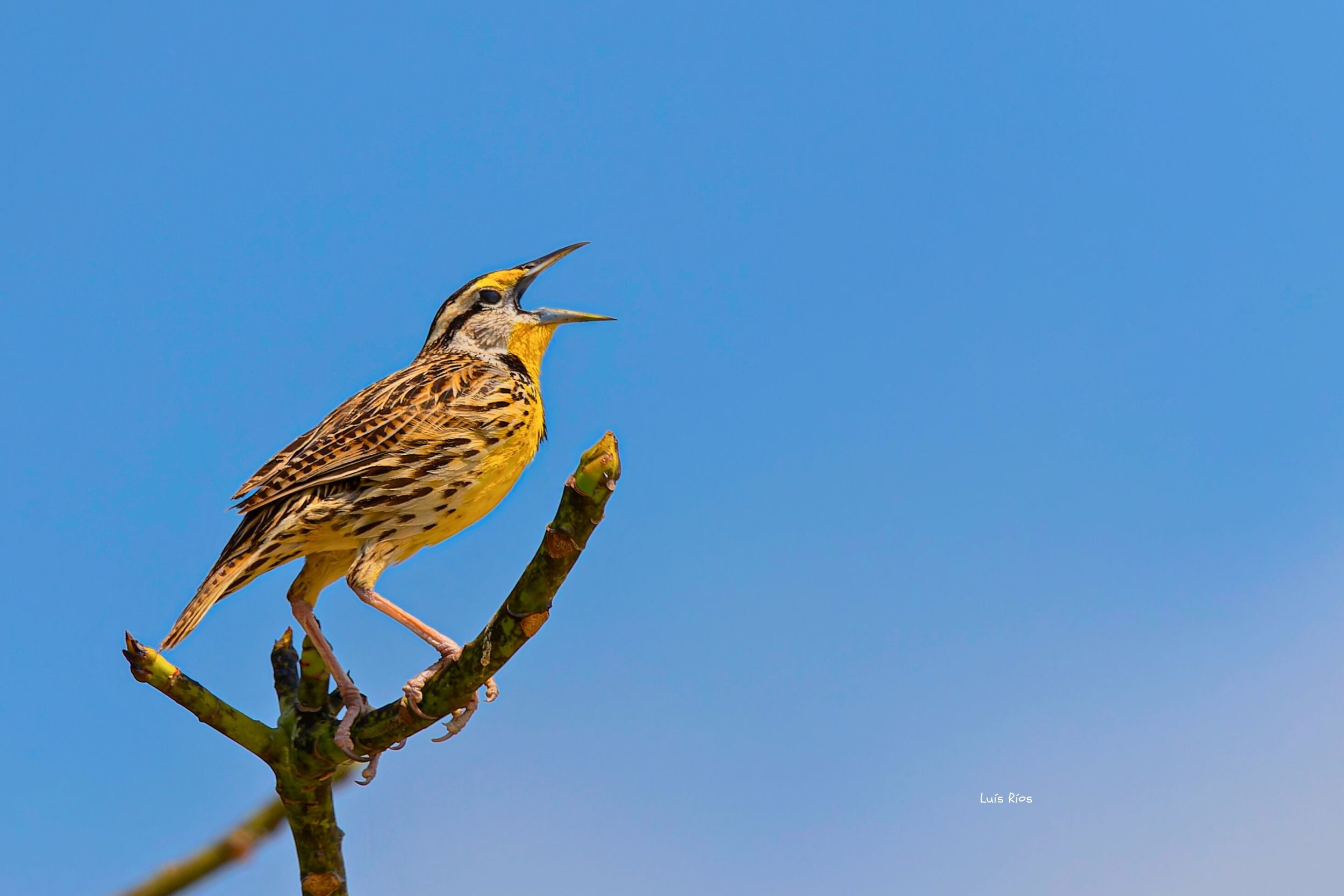 Eastern Meadowlark: El canto de la sabana y su valor como bioindicador en el Parque Nacional Laguna del Tigre